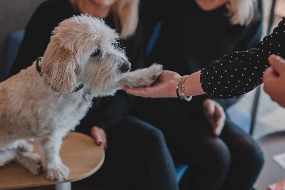Über meine Tierkommunikation