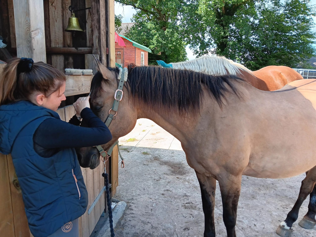 Pferdeosteopathie in Hamburg und&nbsp;Umgebung